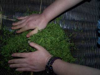 一种绿茶的制作方法
